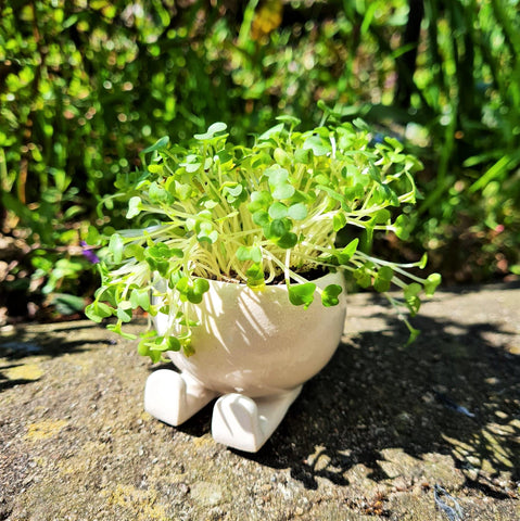 Little Feet Planter